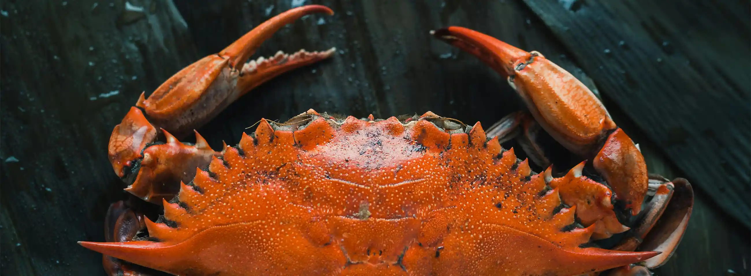 banner-crab