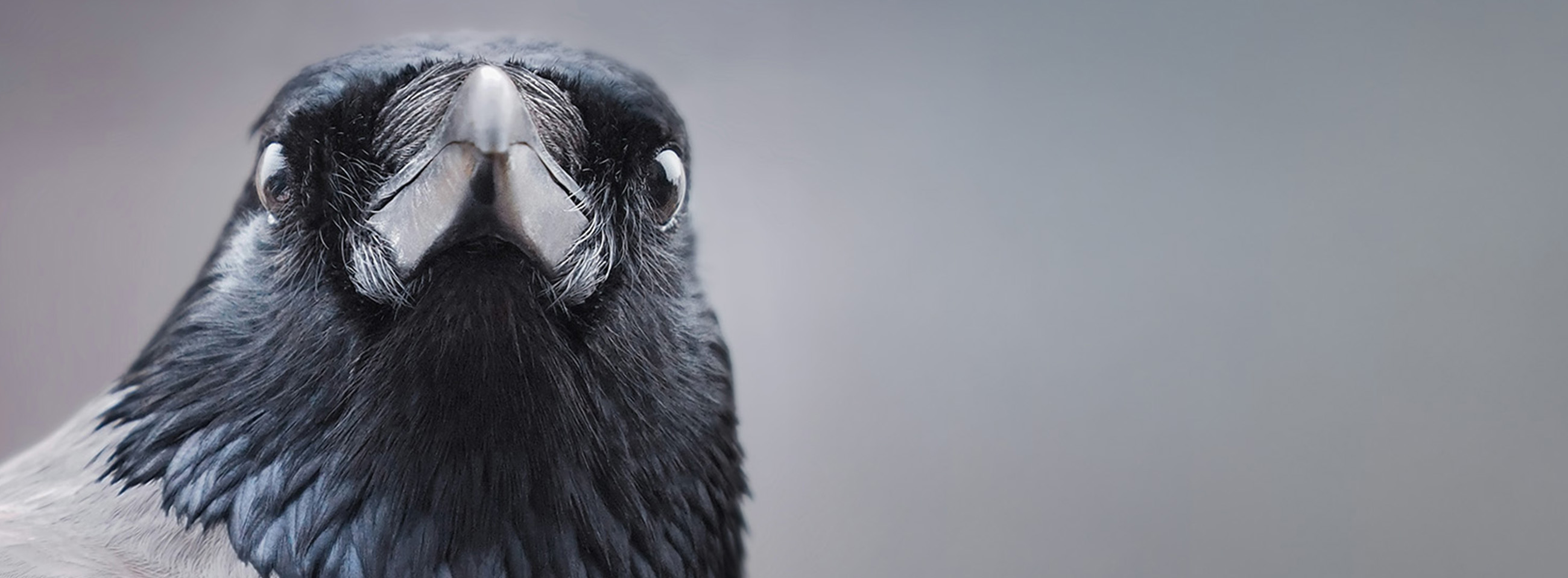 crow_banner