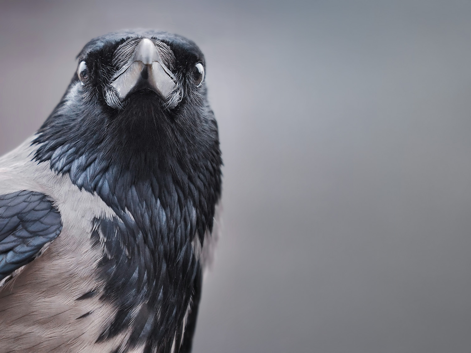 lukasz-rawa-2BugsxVlrMQ-unsplash