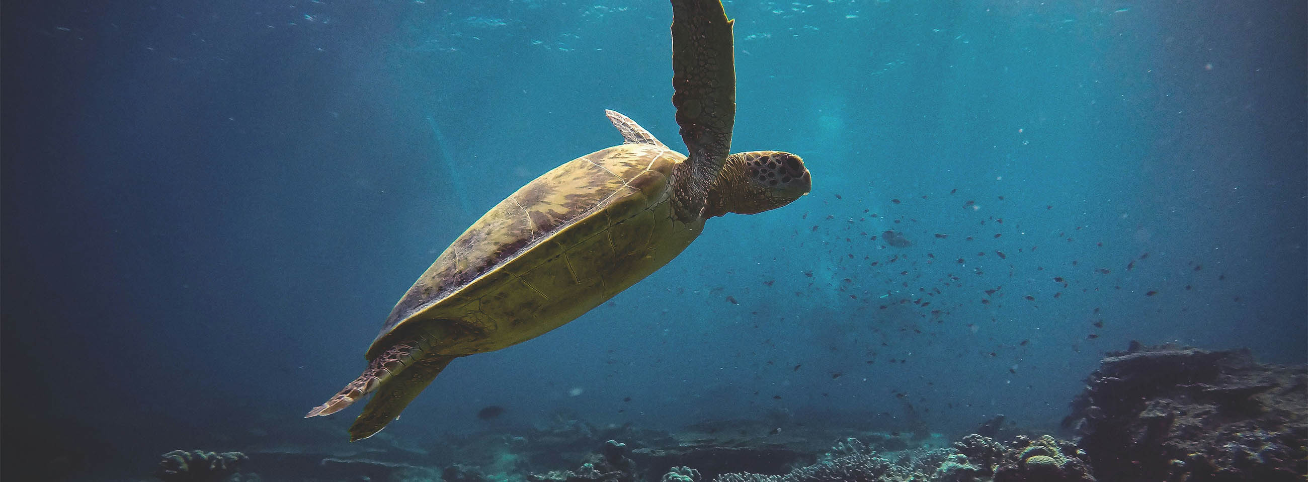 Meeresschildkroeten_Banner